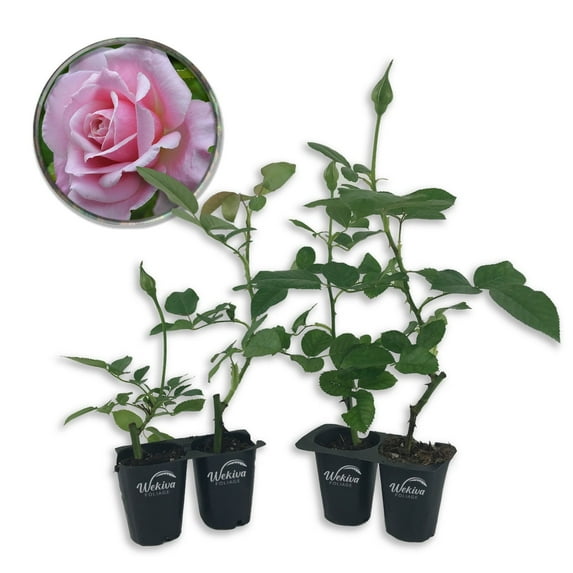Belinda's Dream Rose Bush - 4 Live Starter Plants in 2 Inch Pots - Beautifully Fragrant Rose from Florida - A Versatile Beauty with a Rich Fragrance