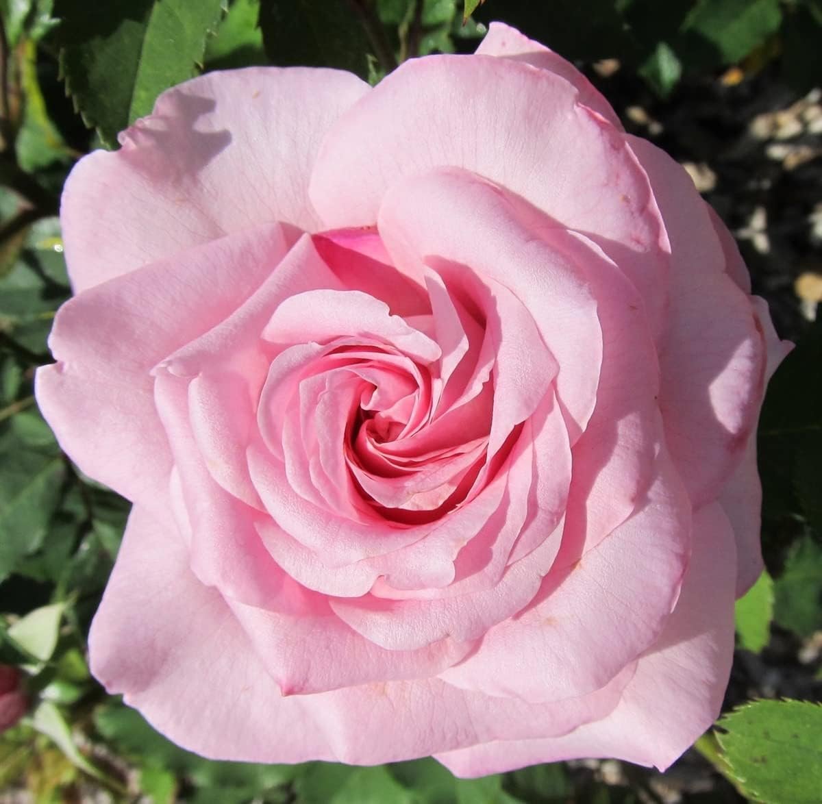Belinda's Dream Rose Bush - Live Starter Plant in a 4 Inch Pot ...