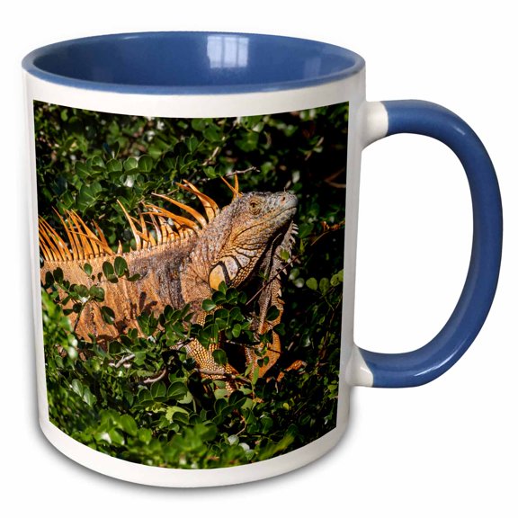 3drose, Belize, Crooked Tree, Male Green Iguana., 11oz Two-tone Blue Mug