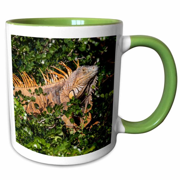 3drose, Belize, Crooked Tree, Male Green Iguana., 11oz Two-tone Green Mug