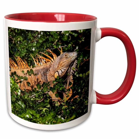 3drose, Belize, Crooked Tree, Male Green Iguana., 11oz Two-tone Red Mug