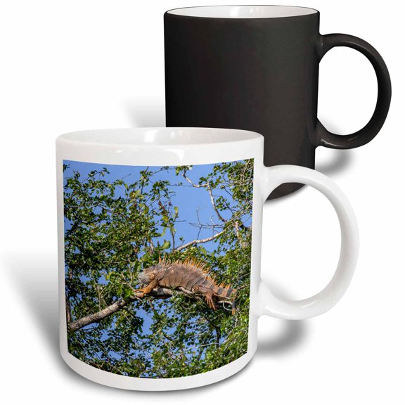 3drose, Belize, Crooked Tree, Male Green Iguana, Orange Breeding Color., 11oz Magic Transforming Mug