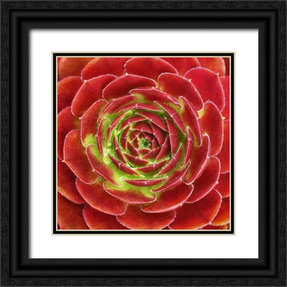 Bell, Jan 12x12 Black Ornate Wood Framed with Double Matting Museum Art Print Titled - Fuzzy Red Succulent