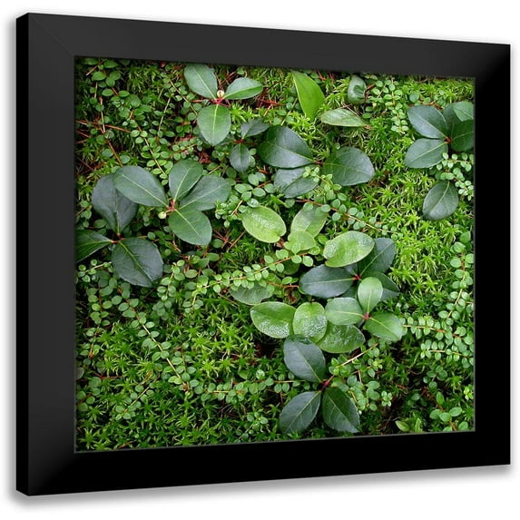 Bell, Jan 15x15 Black Modern Framed Museum Art Print Titled - Forest Floor Detail