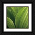 thumbnail image 1 of Bell, Jan 15x15 Black Ornate Wood Framed with Double Matting Museum Art Print Titled - Corn Lily, 1 of 4