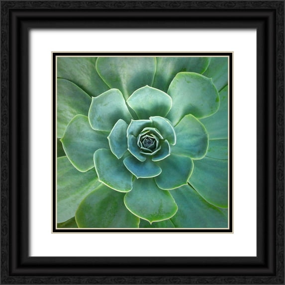 Bell, Jan 15x15 Black Ornate Wood Framed with Double Matting Museum Art Print Titled - Glowing Succulent