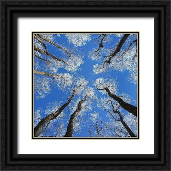 Bell, Jan 15x15 Black Ornate Wood Framed with Double Matting Museum Art Print Titled - Reaching Skyward