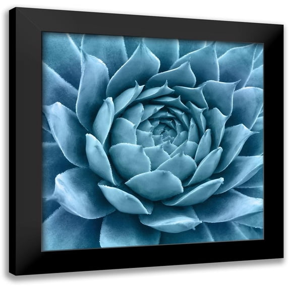 Bell, Jan 20x20 Black Modern Framed Museum Art Print Titled - Silvery Blue Agave