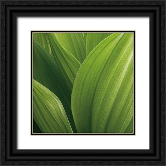 Bell, Jan 26x26 Black Ornate Wood Framed with Double Matting Museum Art Print Titled - Corn Lily