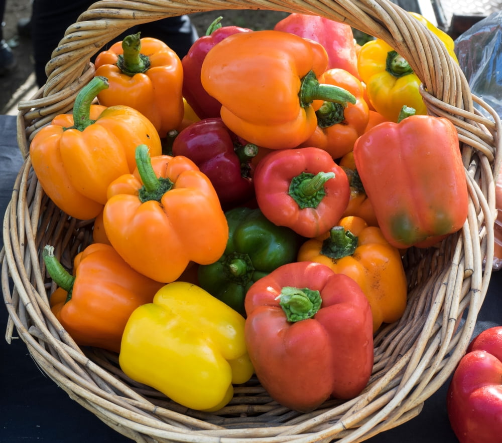 Bell Peppers for sale at street market Hawkes Bay Hastings North Island New Zealand Canvas Art - Panoramic Images (18 x 20)
