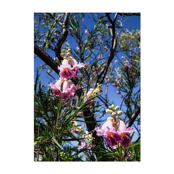 Bell Purples - Phoenix Arizona Photography Flowers Floral Nature Botanical Garden Scenic Summer Unframed Wall Art Print 24 x 36 inches