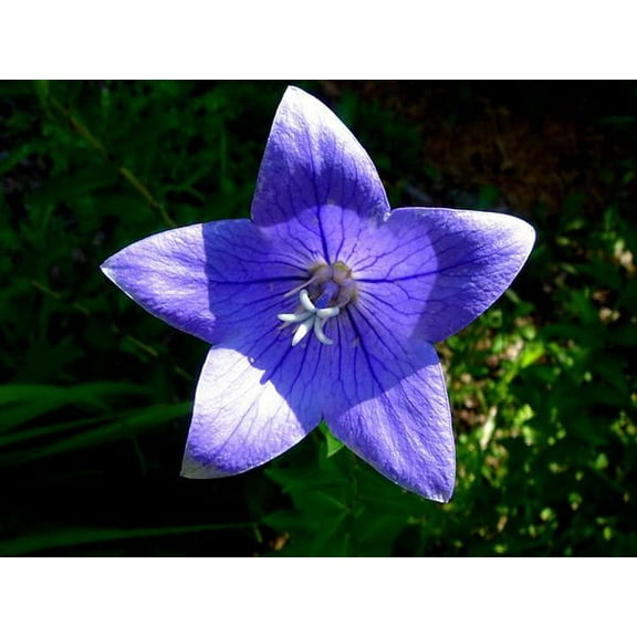 Bell Tussock Seeds. 500 Seeds. Perenial. Popular Low Growing. Tussock Bellflower Seed