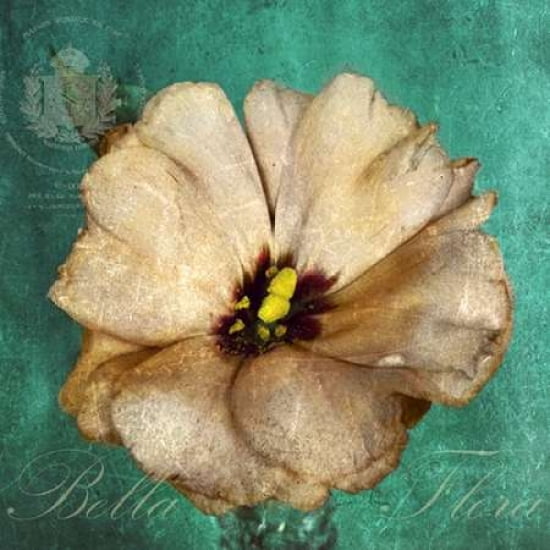 Bella Flora Canvas Art - Cristin Atria (24 x 24)