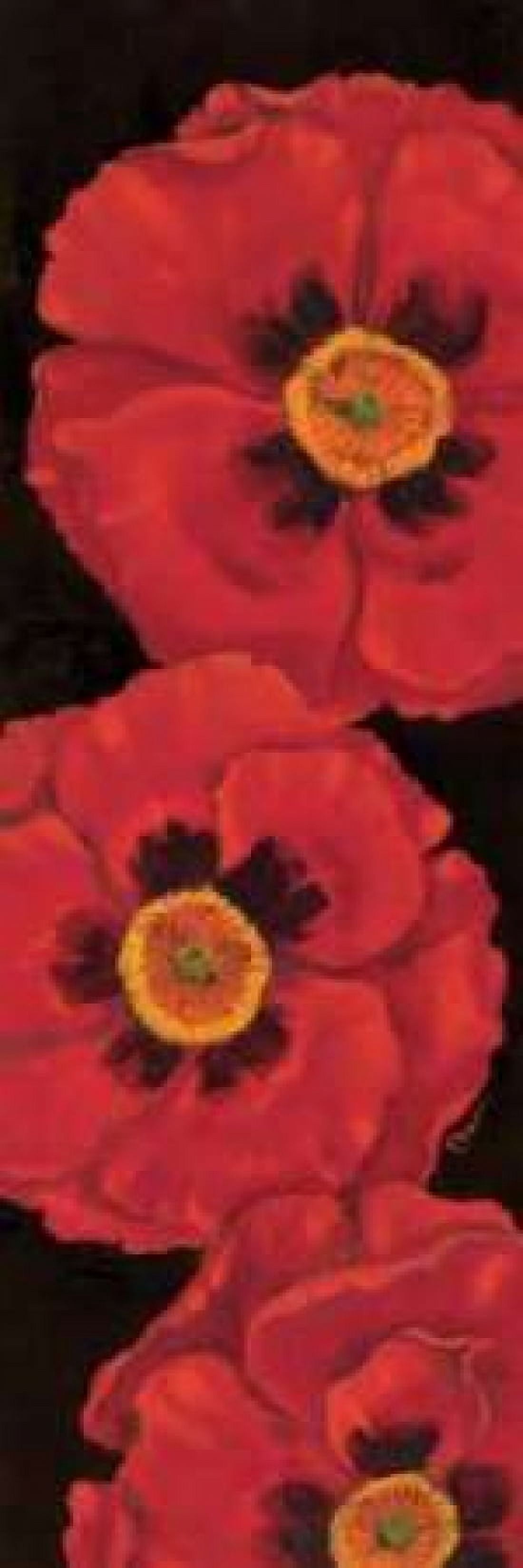 Bella Grande Poppies Canvas Art - Paul Brent (12 x 36)