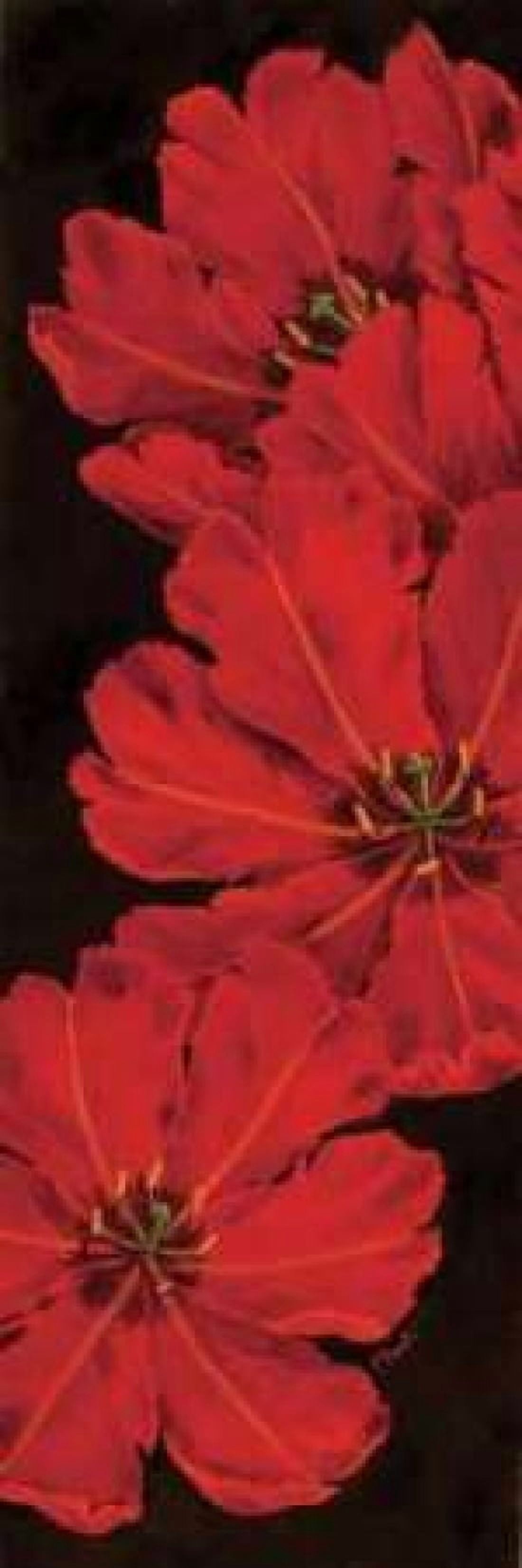 Bella Grande Tulips Canvas Art - Paul Brent (12 x 36)