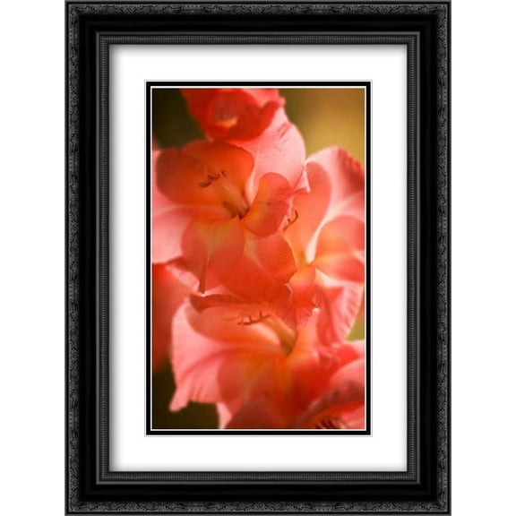 Bella Rosa II 2x Matted 18x24 Black Ornate Framed Art Print by Hausenflock, Alan