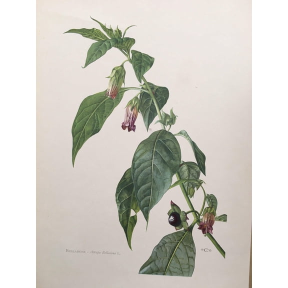 Belladonna Deadly Nightshade Print, Unframed Paper Poster 8x10in