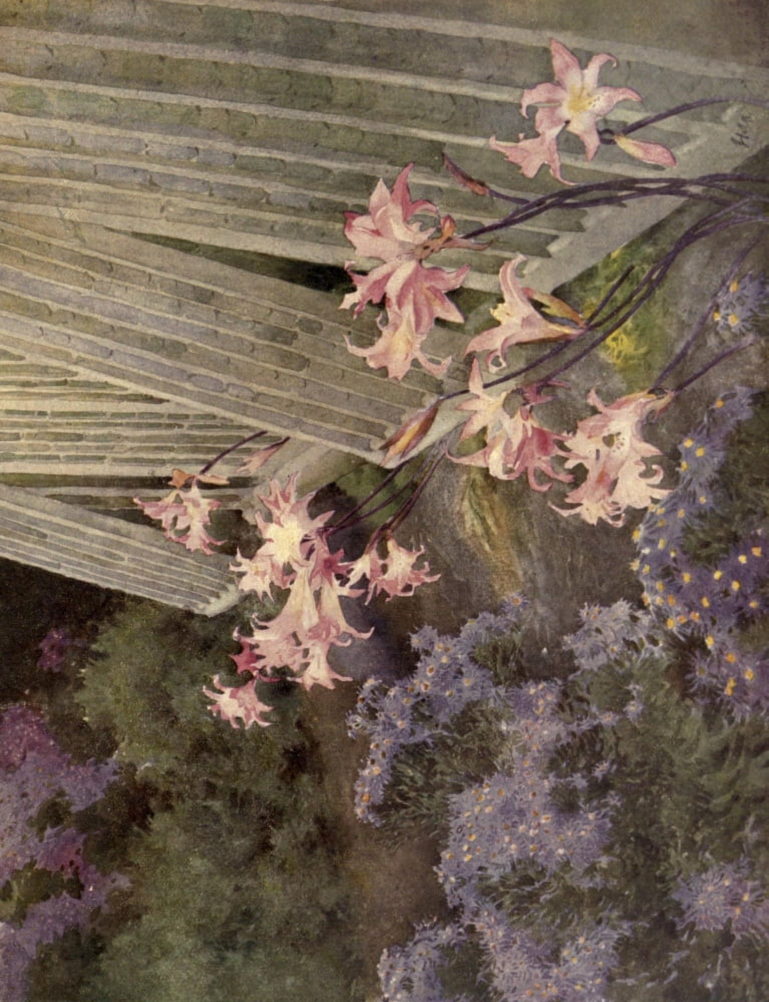 Belladonna Lilies (Beautiful Flowers and How to Grow Them 1922) Canvas Art - Hugh Littlejohn Norris (18 x 24)