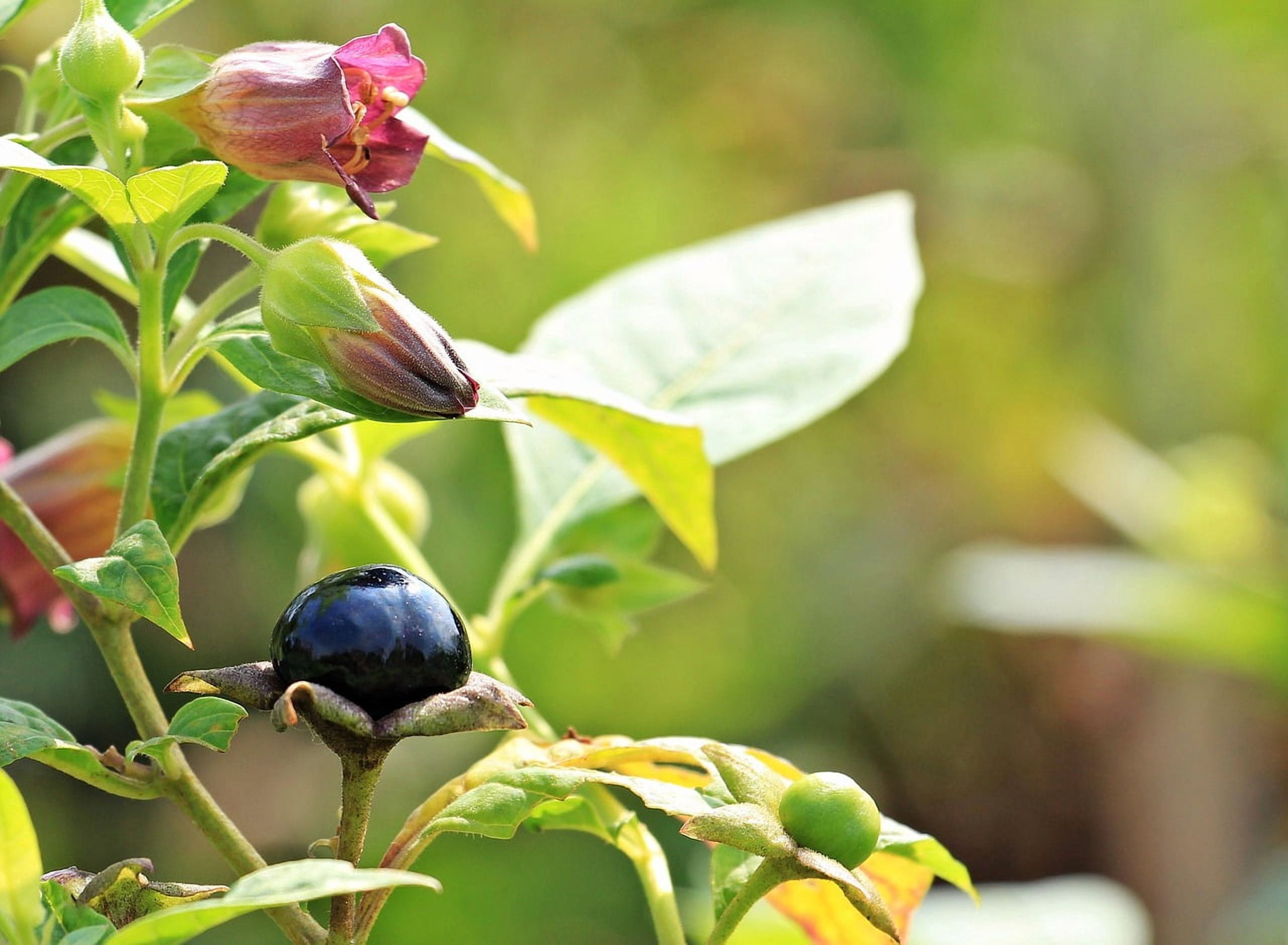 Belladonna Seeds (Atropa Belladonna) - Packet of 50 Seeds
