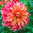 thumbnail image 1 of Belle of Barmera Dinner Plate Dahlia Dormant Summer Flowering Bare Roots (5-Pack), 1 of 3