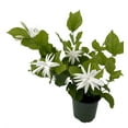 thumbnail image 1 of Belle of India Arabian Tea Jasmine Plant - Sambac - 4" Pot, 1 of 3
