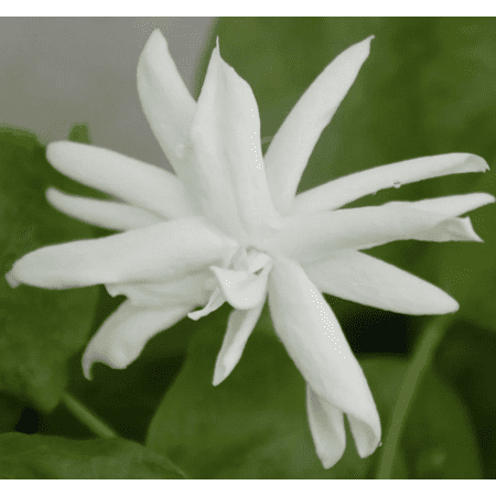 Belle of India Jasmine Live Plant, 1 gal Pot, 1 count