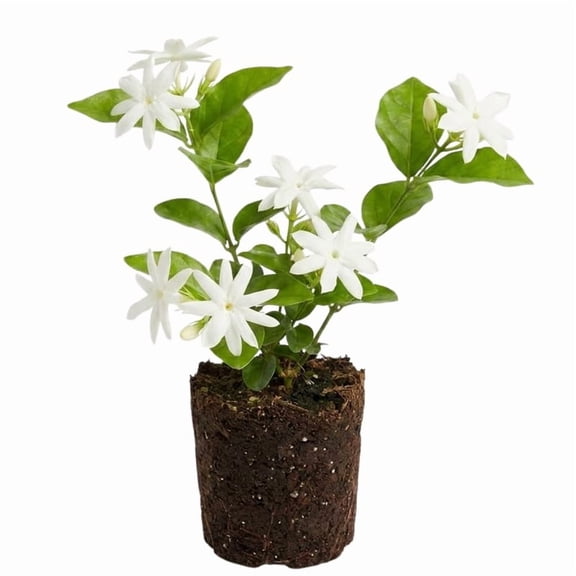 Belle of India Jasmine Plant Live 4-7 Inches Tall, Fragrant Flowering Vine for Garden, Patio Containers and Indoor Growing