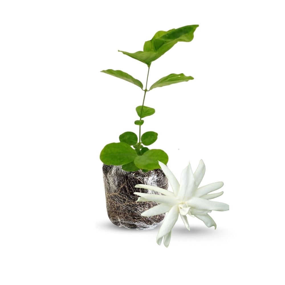 Belle of India Jasmine Plant for Small Gardens, Live Jasmine Belle of India  Jasmine Plant 4-8 Inches Tall