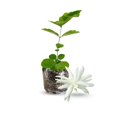 thumbnail image 1 of Belle of India Jasmine Plant for Small Gardens, Live Jasmine Belle of India Jasmine Plant 4-8 Inches Tall, 1 of 5