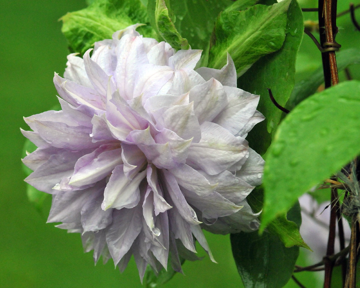 Belle of Woking Clematis Vine - Double Flower/Pink to Silvery Mauve - 2.5" Pot - image 1 of 2