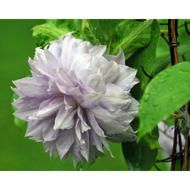 Belle of Woking Clematis Vine - Double Flower/Pink to Silvery Mauve - 2.5" Pot