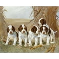 thumbnail image 1 of Belles Pups Poster Print by Ruane Manning (20 x 24), 1 of 1