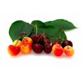 thumbnail image 1 of Bellindora Vinegar  Balsamic Cherry - Pack of 3, 1 of 1