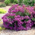 thumbnail image 1 of Bellini&reg; Grape Crape Myrtle Shrub, 1 of 5