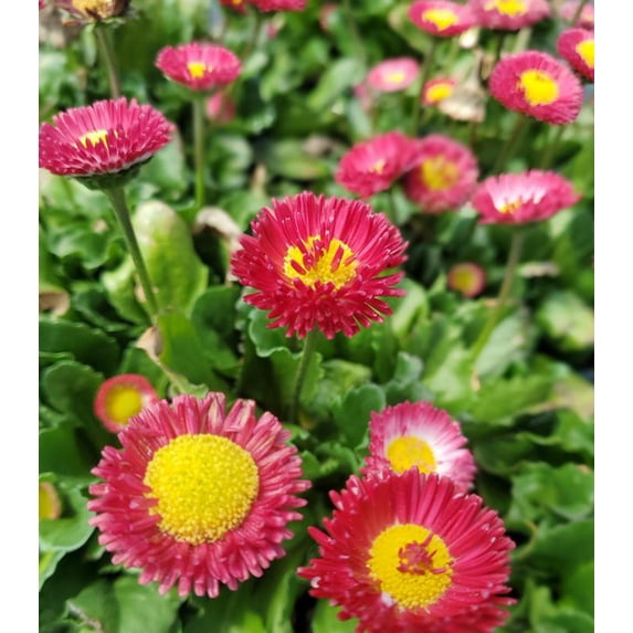 Bellissima™ Red English Daisy - Walmart.com