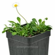 Bellium Minutum, Miniature Daisy - Pot Size: 3" (2.6x3.5") - Flowering Plants, Plants