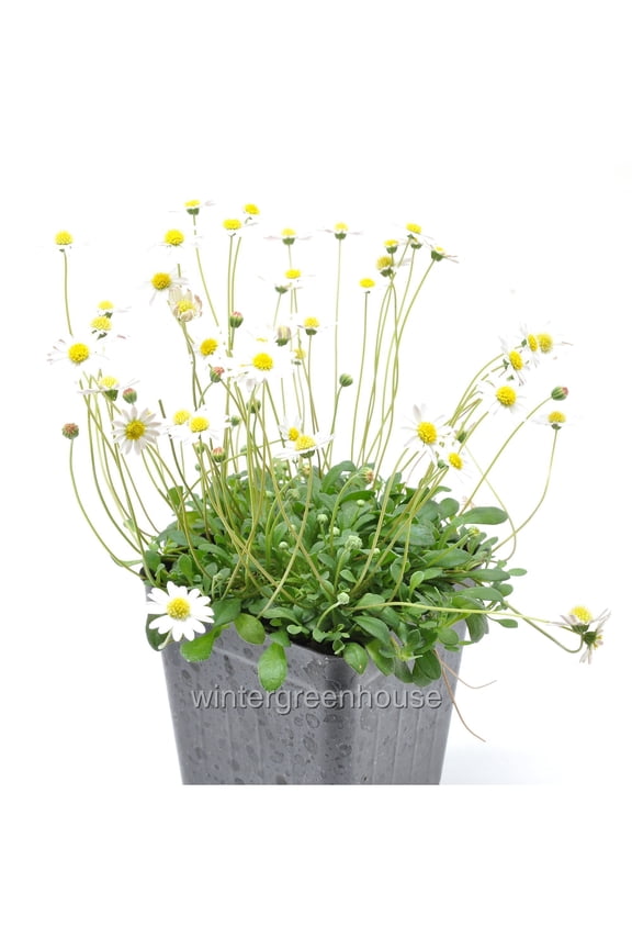 Bellium Minutum, Miniature Daisy - Pot Size: 3" (2.6x3.5") - Flowering Plants, Plants