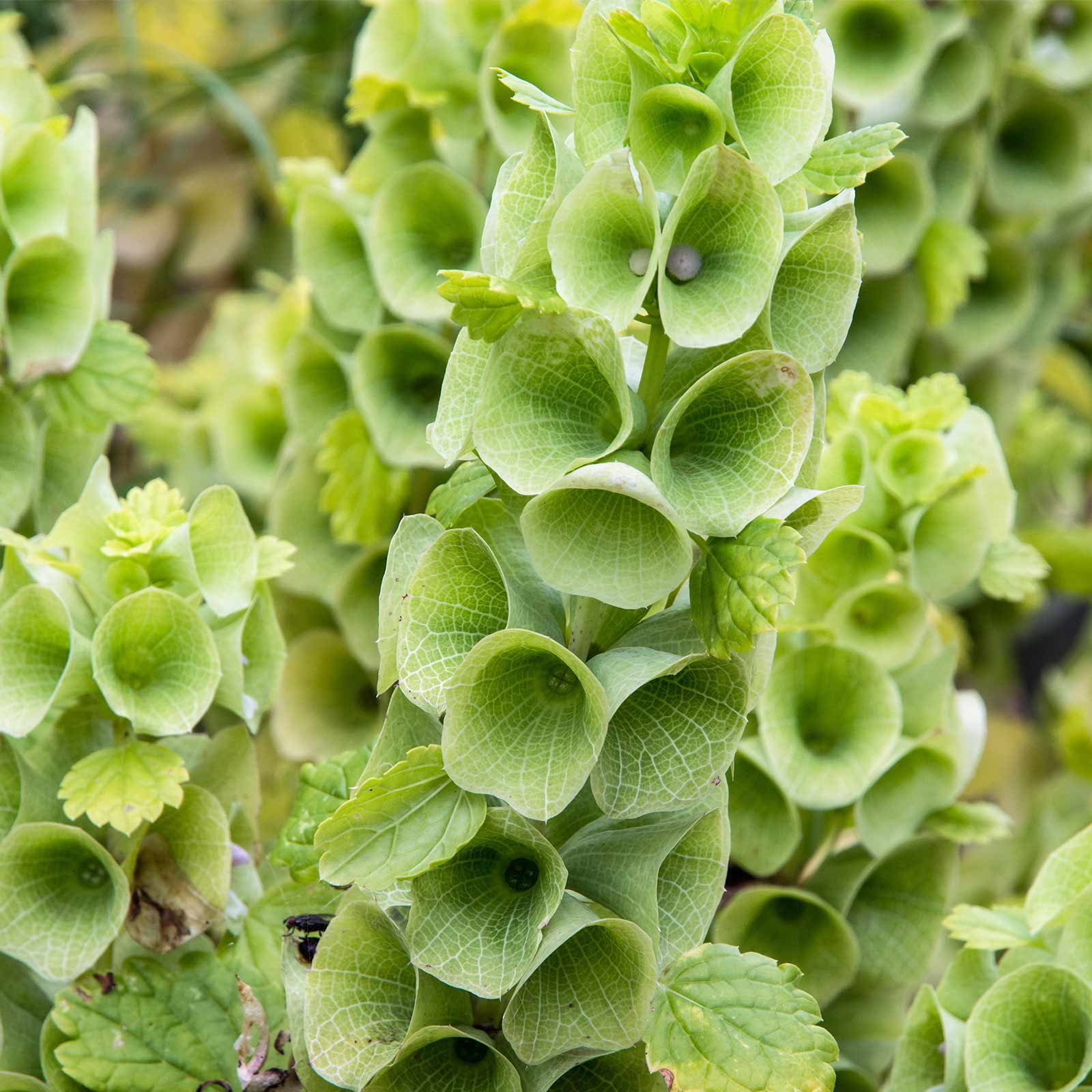 Bells of Ireland Flower Plant Seeds - 4 Oz ~16,000 Seeds - Moluccella laevis - Annual, Open Pollinated, Flower Garden