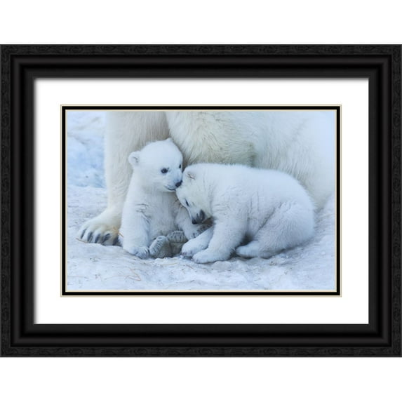 Belovodchenko, Anton 14x11 Black Ornate Wood Framed with Double Matting Museum Art Print Titled - Polar Bear Cub