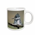 thumbnail image 1 of 3drose, Belted Kingfisher Bird, Rio Grande Valley, Texas - Us44 Rnu0038 - Rolf Nussbaumer, 11oz Mug, 1 of 6