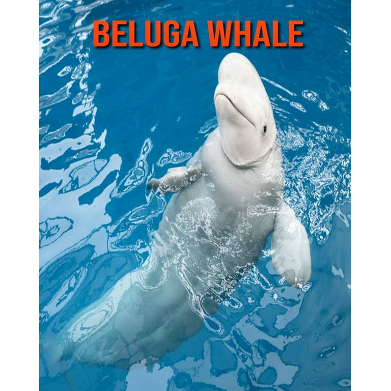 Beluga Whale Beautiful Pictures