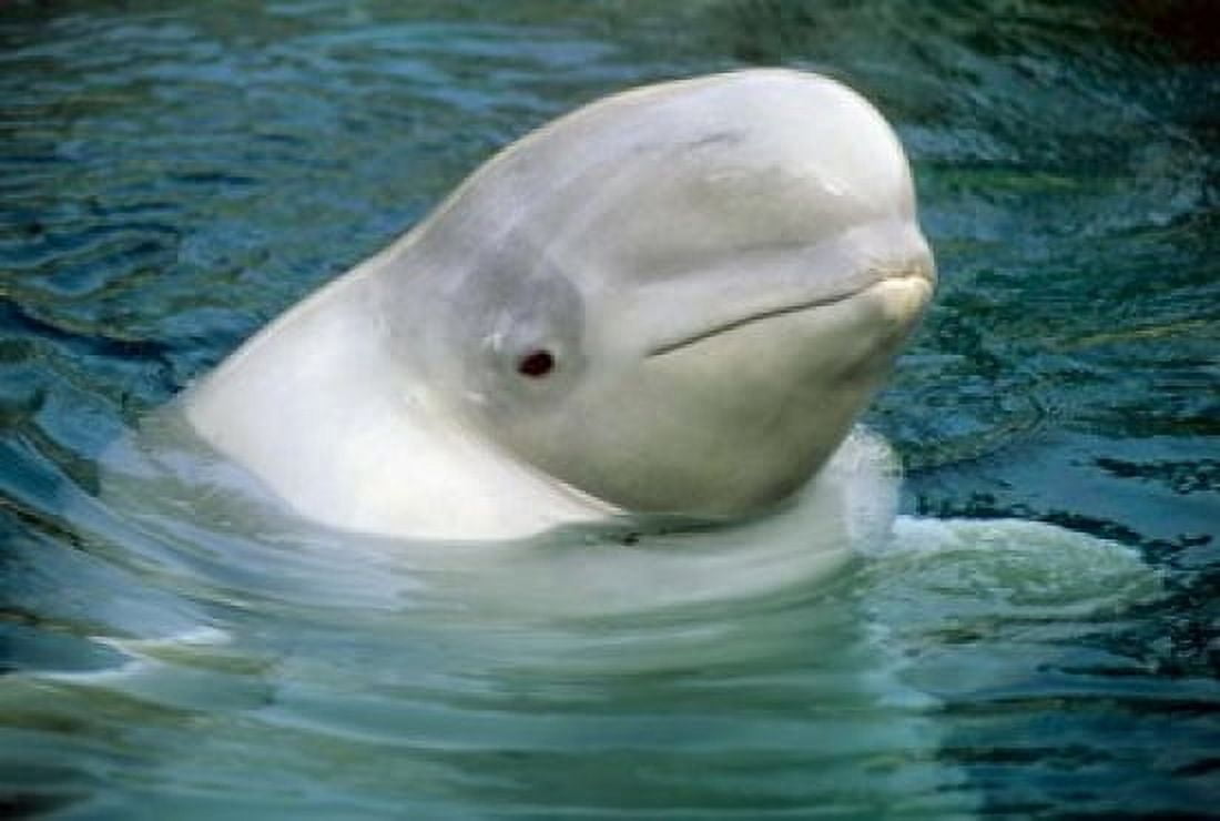 Beluga Whale Beluga whale Vancouver Aquarium Canvas Art - Kevin Schafer DanitaDelimont (36 x 24)