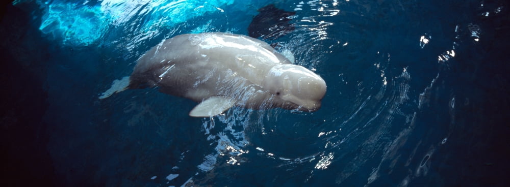 Beluga Whale (Delphinapterus Leucas) in an aquarium John G Shedd Aquarium Chicago Cook County Illinois USA Canvas Art - Panoramic Images (7 x 18)