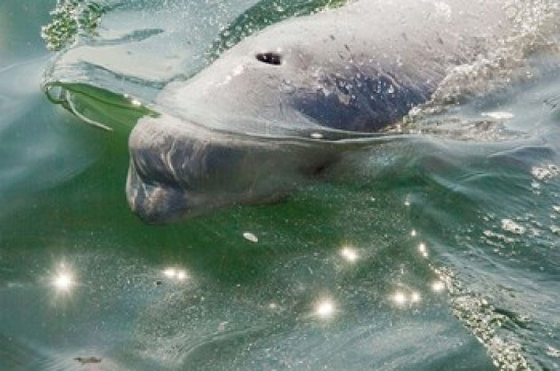 Beluga Whale in Canada Canvas Art - Cindy Miller Hopkins DanitaDelimont (27 x 18)