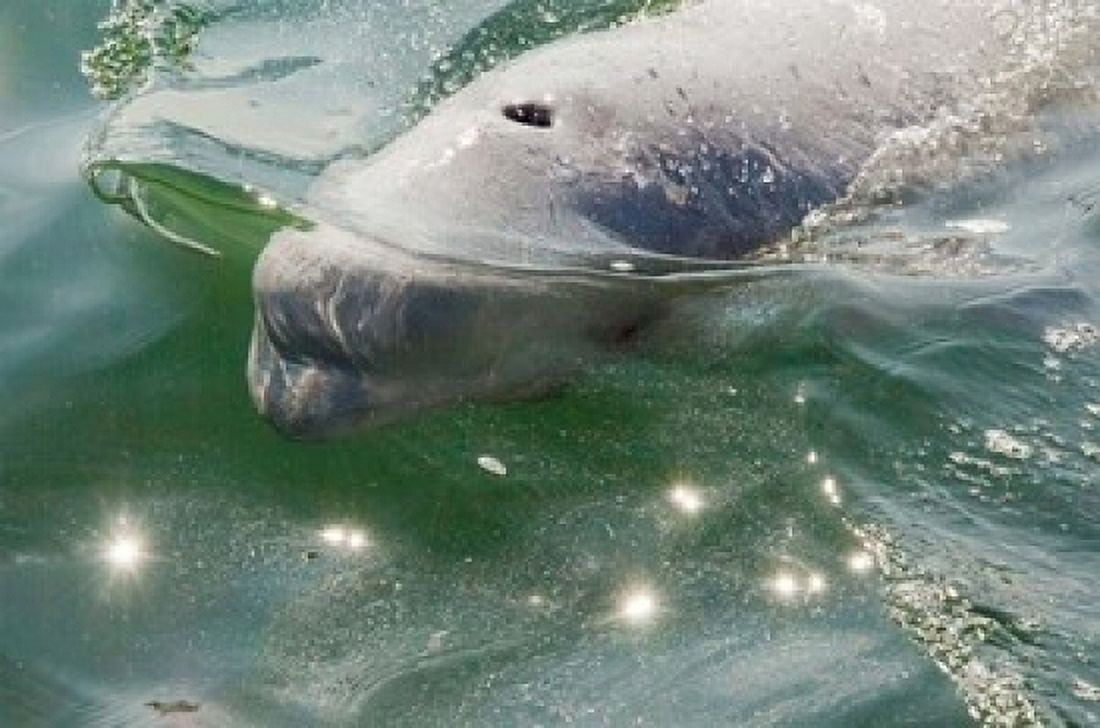 Beluga Whale in Canada Canvas Art - Cindy Miller Hopkins DanitaDelimont (36 x 24)