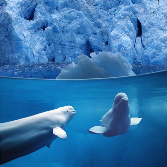 Belugas Underwater with View of Glacier Composite Poster Print, 24 x 24 - Large
