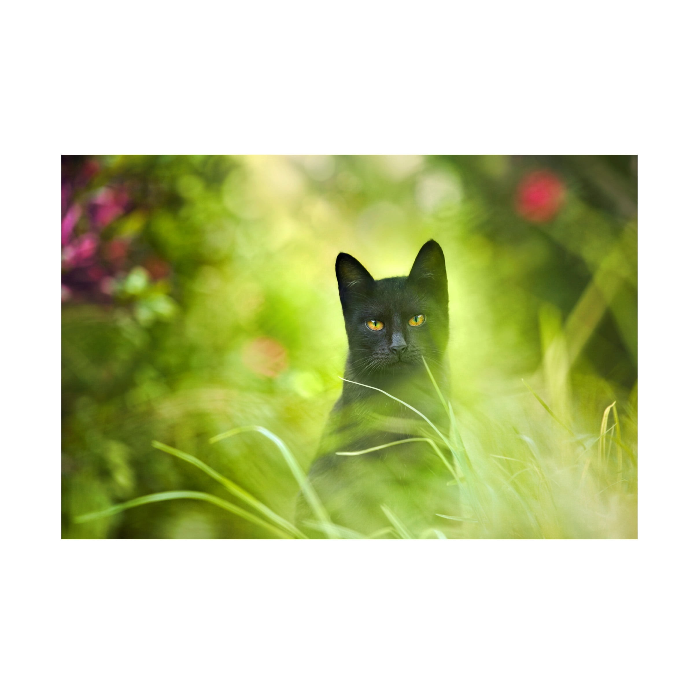 Ben Heine 'Black Cat' Canvas Art