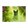 thumbnail image 1 of Ben Heine 'Black Cat' Canvas Art, 1 of 3