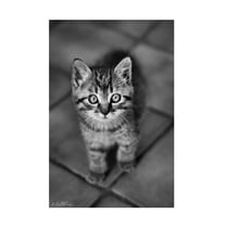 Ben Heine 'Cute Kitty' Canvas Art
