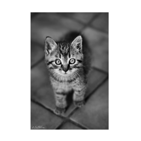 Ben Heine 'Cute Kitty' Canvas Art